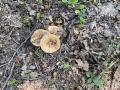 Lactarius psammicola