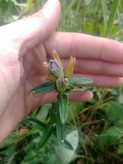 Gentiana affinis