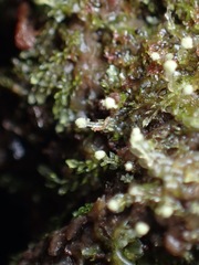 Calypogeia