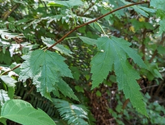 Physocarpus capitatus