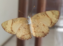 Tegosa