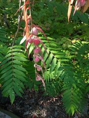 Rhus typhina