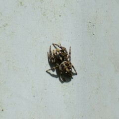 Plexippus paykulli