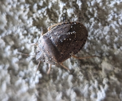 Hymenarcys nervosa