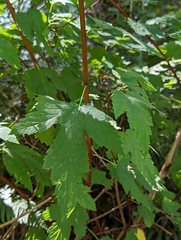 Physocarpus capitatus