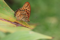 Argynnis hyperbius hyperbius