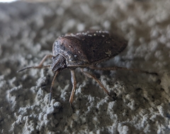 Hymenarcys nervosa
