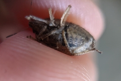 Hymenarcys nervosa