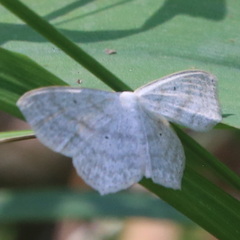 Scopula nigropunctata