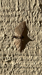 Eupithecia absinthiata