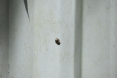 Plexippus paykulli