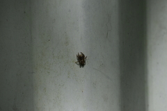 Plexippus paykulli
