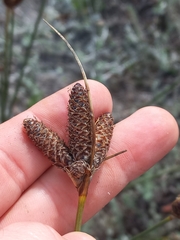 Hellmuthia membranacea