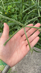 Eleusine indica