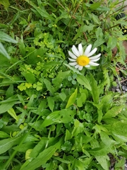 Leucanthemum vulgare