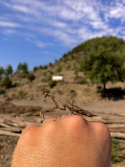 Mantis religiosa religiosa