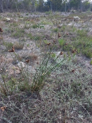 Hellmuthia membranacea