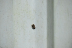Plexippus paykulli