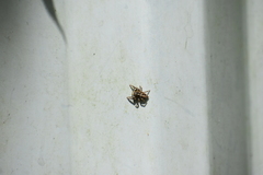 Plexippus paykulli