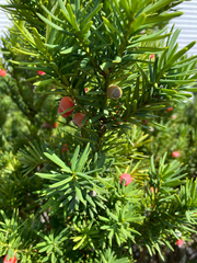 Taxus