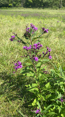 Vernonia