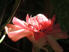 Etlingera