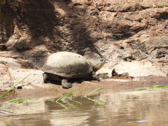 Kinosternon integrum