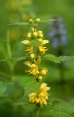 Lamium galeobdolon