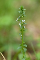 Veronica serpyllifolia serpyllifolia