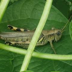 Melanoplus differentialis