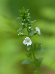 Veronica serpyllifolia serpyllifolia