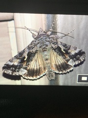 Autographa precationis
