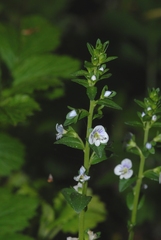 Veronica serpyllifolia serpyllifolia