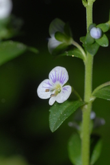 Veronica serpyllifolia serpyllifolia