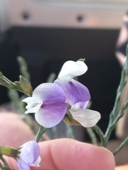 Psoralea pullata