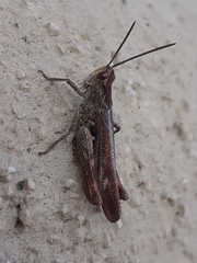 Chorthippus biguttulus