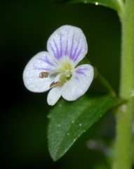 Veronica serpyllifolia serpyllifolia