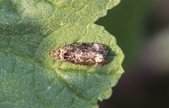 Endothenia