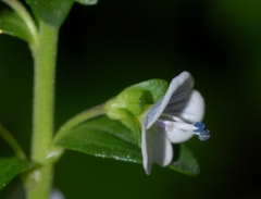 Veronica serpyllifolia serpyllifolia