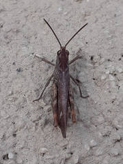 Chorthippus biguttulus