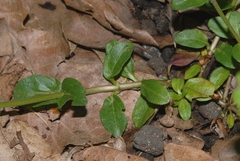 Veronica serpyllifolia serpyllifolia