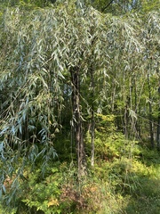 Salix babylonica