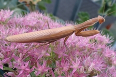 Mantis religiosa religiosa