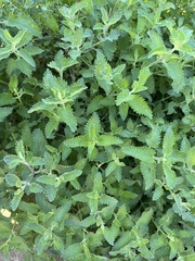 Nepeta cataria