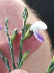 Psoralea pullata