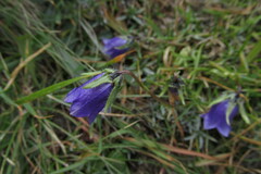 Campanula alpina