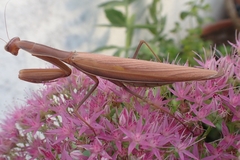 Mantis religiosa religiosa