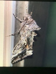 Autographa precationis