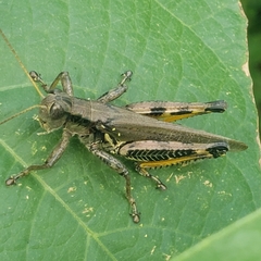 Melanoplus differentialis