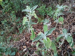 Phlomis fruticosa